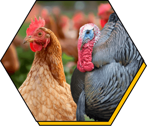 Turkey Ring Bologna  Mr. Bill's Poultry Market